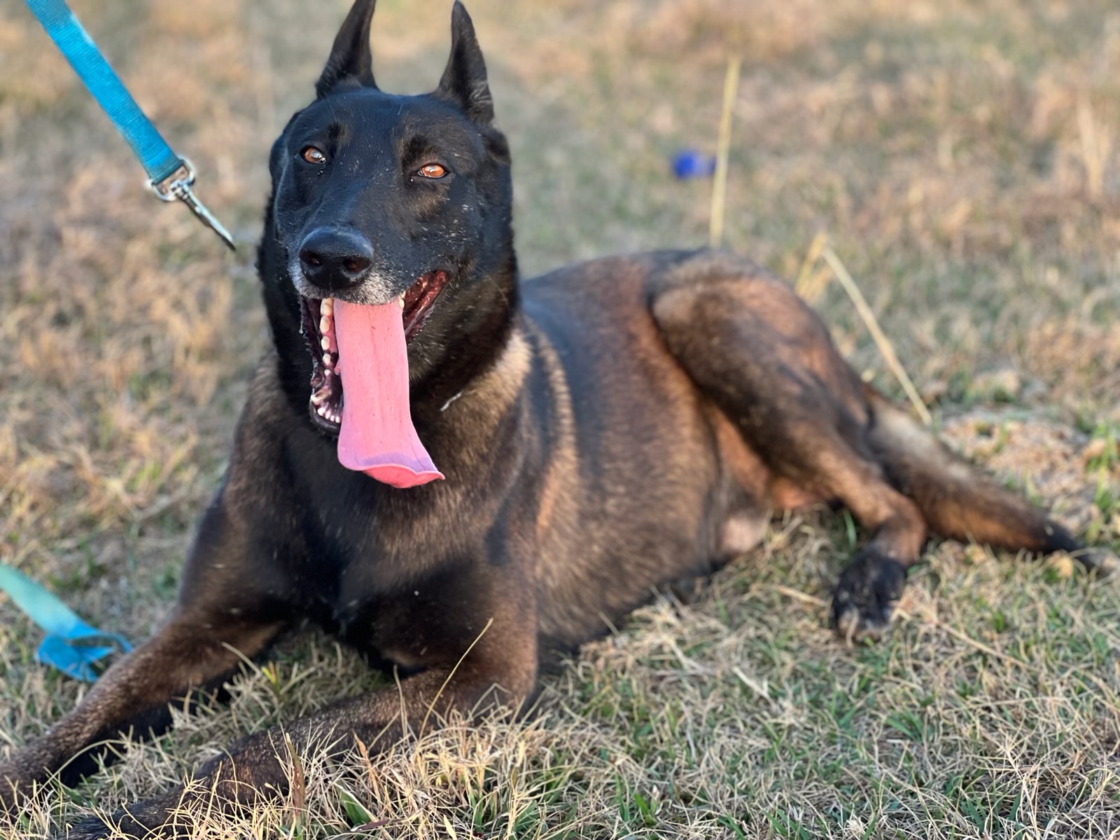 Belgian Malinois ready for training