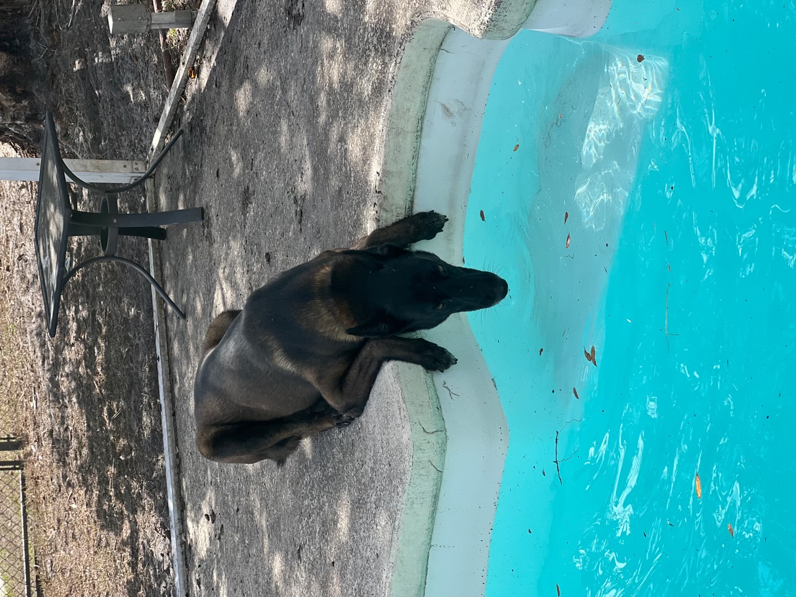 Belgian Malinois outdoors