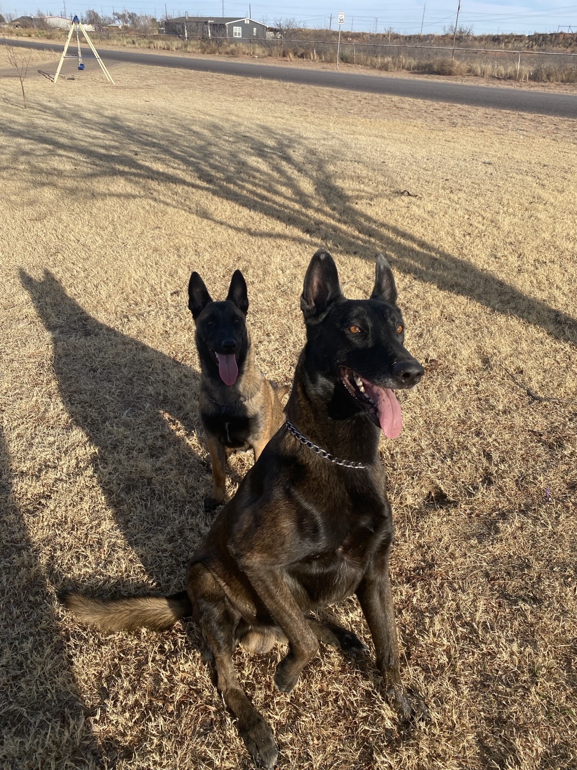 Belgian Malinois working with a handler