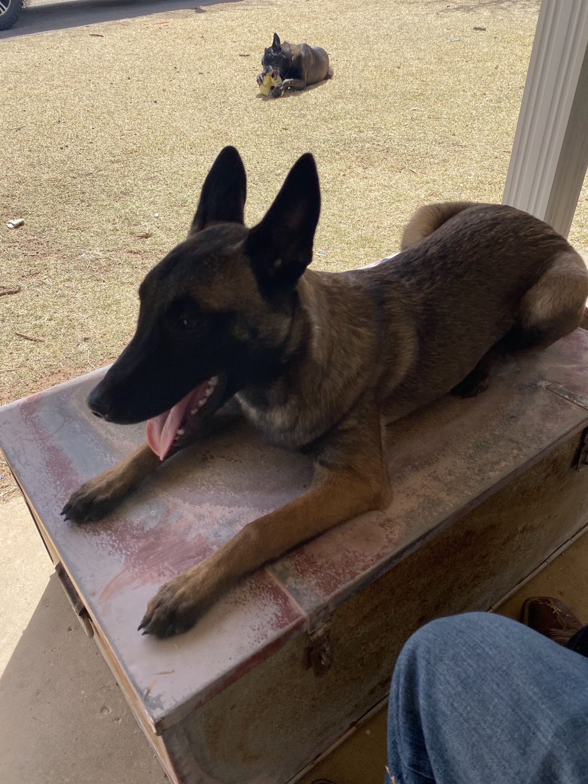 Belgian Malinois during outdoor training