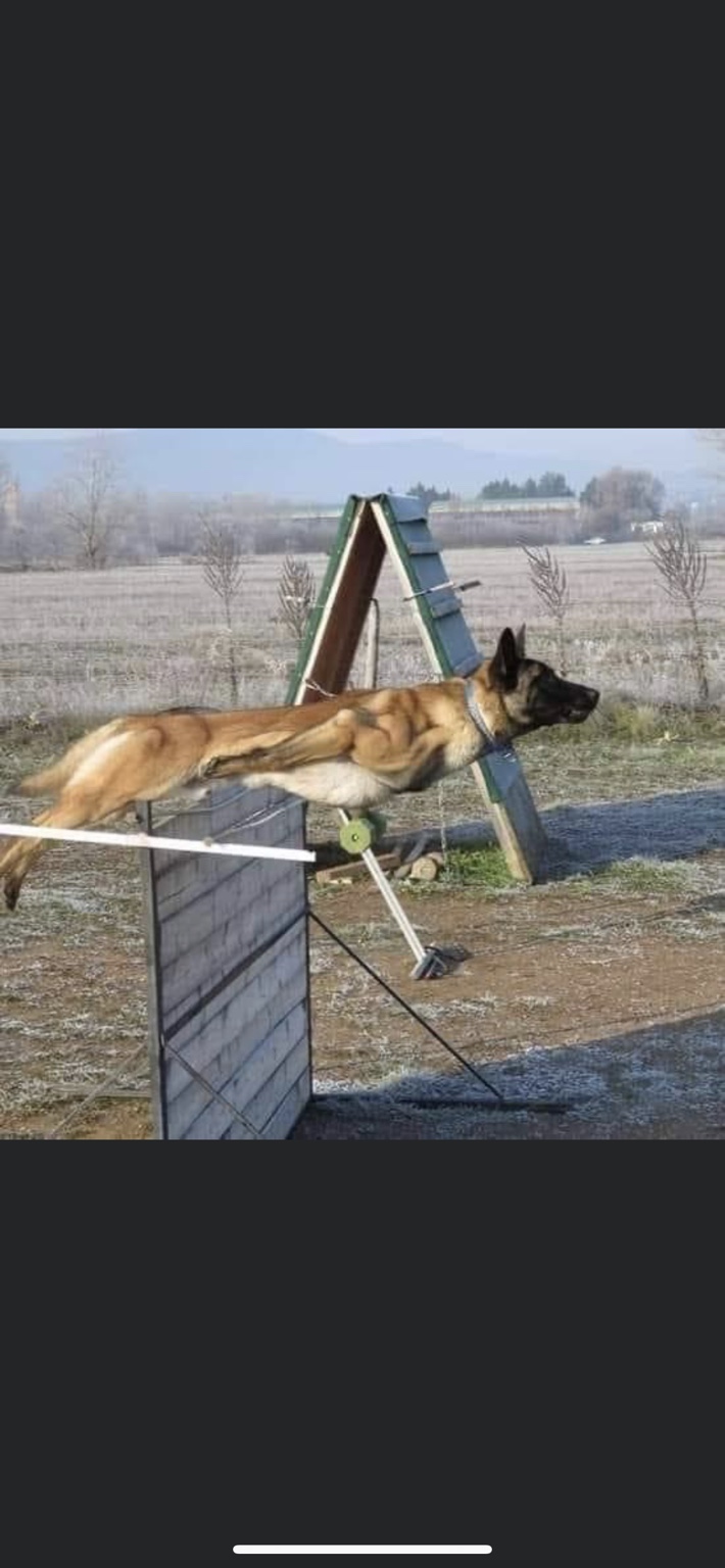 Belgian Malinois during training