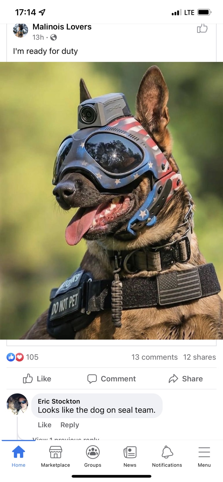 Belgian Malinois outdoors