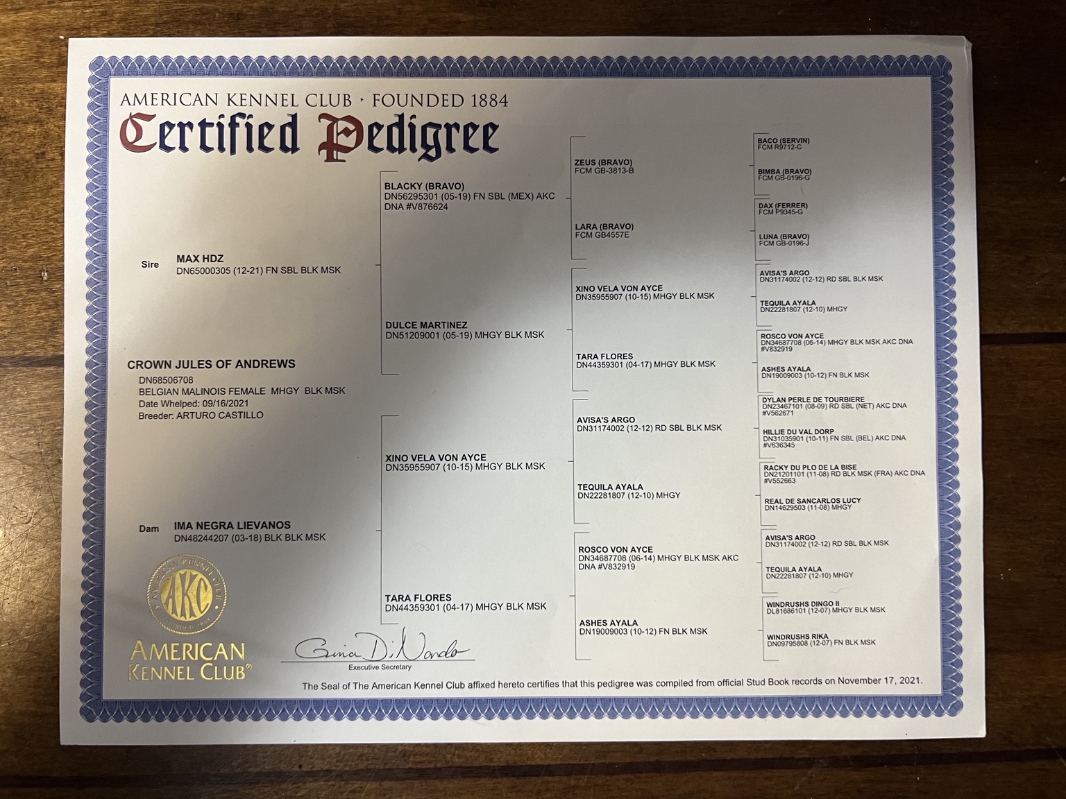 AKC Certified Pedigree for Jules