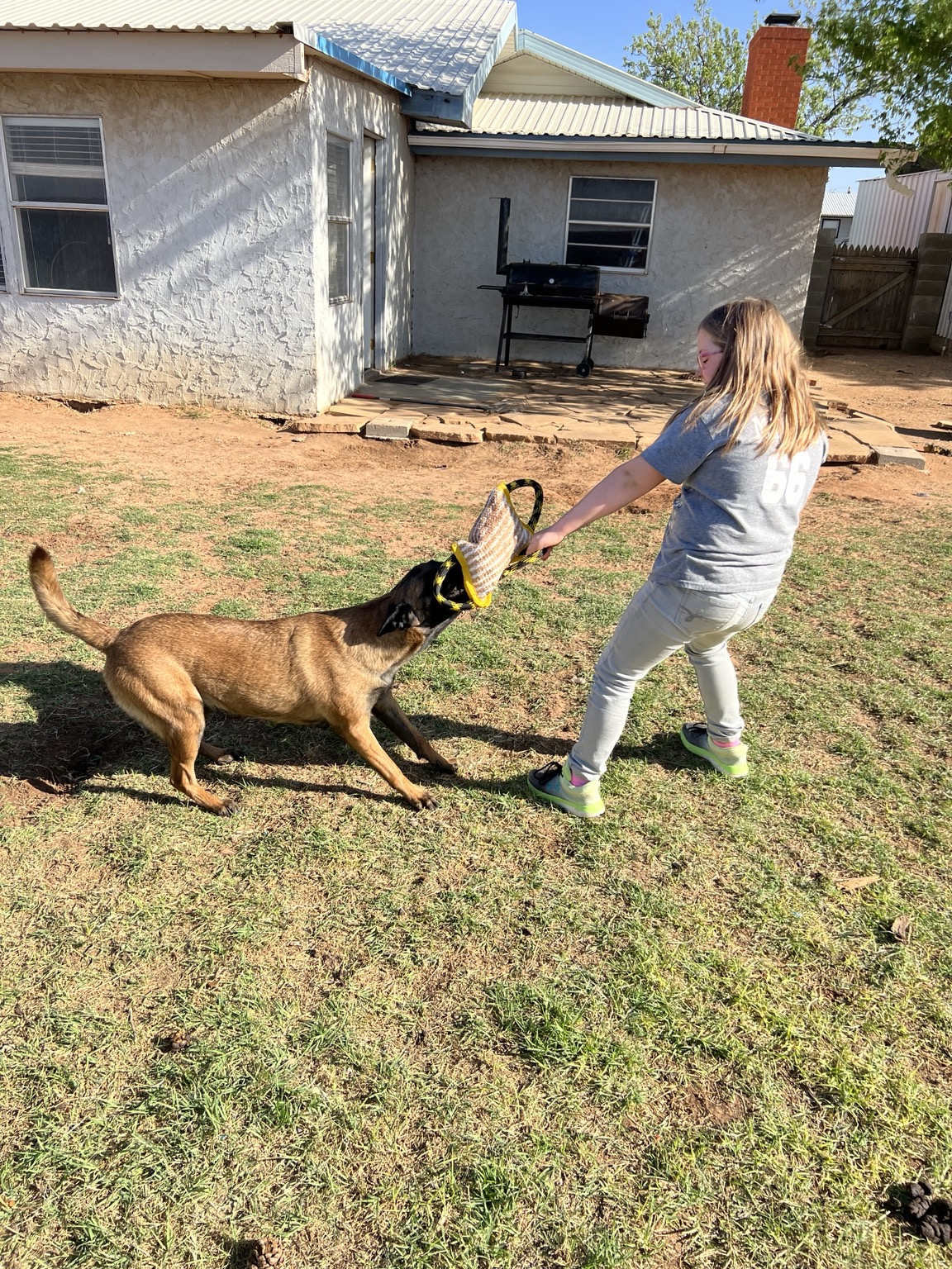 Jules, dam of the upcoming Belgian Malinois litter