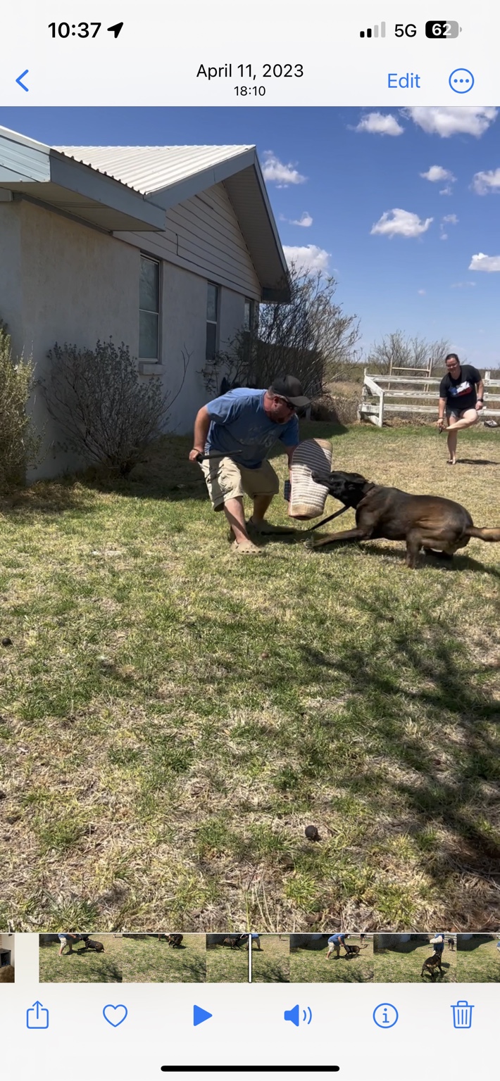 Tracker during bite work training, sire of the upcoming Belgian Malinois litter